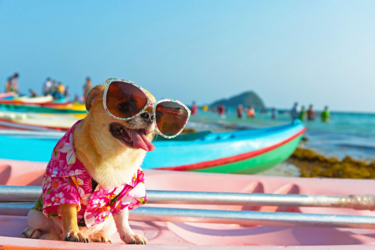 Cute Chihuahua dog wearing sunglasses on a Kayak at the ocean shore