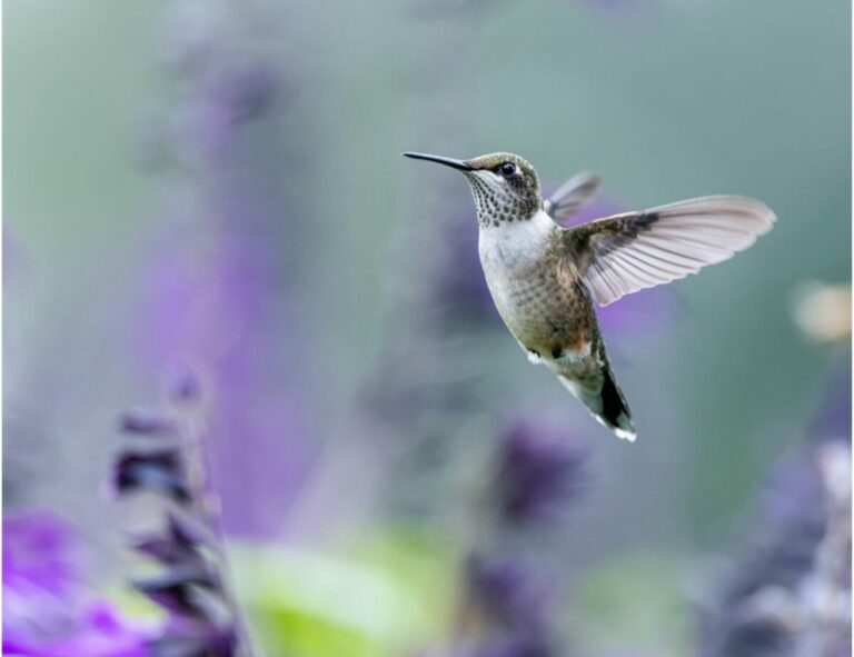 picture of a hummingbird flying over purple flowers