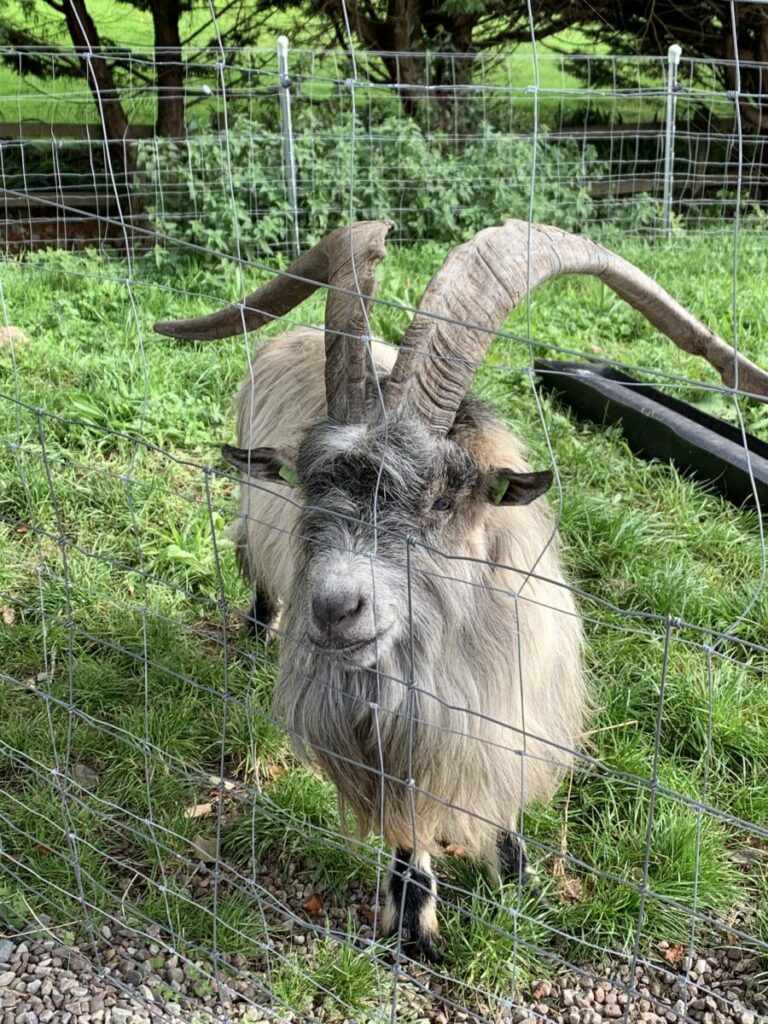 Irish Goat